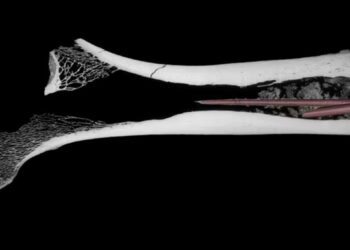 В ПАР знайшли наконечники стріл із токсинами 7000-річної давнини