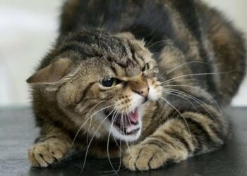 Зафіксовано сказо у Тростянці серед домашніх улюбленців