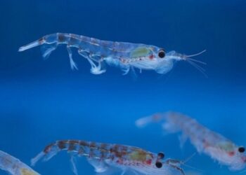 В Антарктиці українські судна здійснили рекордний вилов