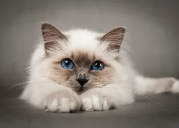 імуномодулятор для котів