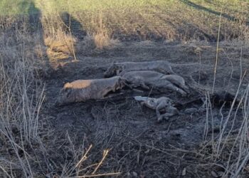 ФОТОФАКТ! Свиней, заражених африканською чумою, вивезли просто в поле 