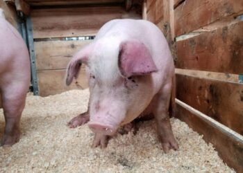 Карантин: на узбіччі дороги Недригайлів – Козельне виявили трупи свиней, які здохли від африканської чуми 