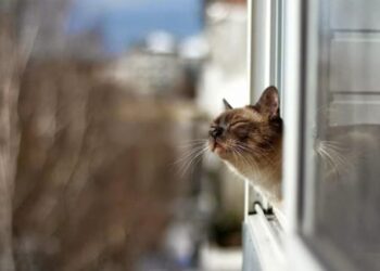 Найближчими днями буде аномально тепло