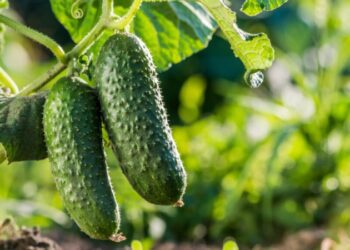 Недорогий та ефективний спосіб. Як підживити огірки за допомогою дріжджів — інструкція