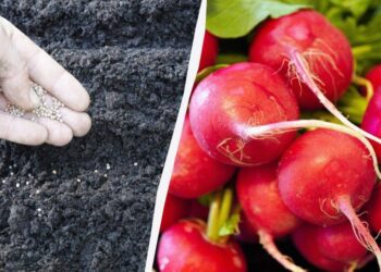 Потрібно встигнути до кінця листопада: коли сіяти редиску на зиму