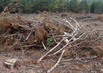 Рада безпеки та оборони Сумщини вирішила розширити перелік лісових ділянок для самостійного збору населенням деревини