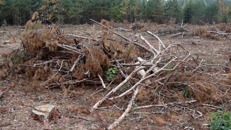 Рада безпеки та оборони Сумщини вирішила розширити перелік лісових ділянок для самостійного збору населенням деревини