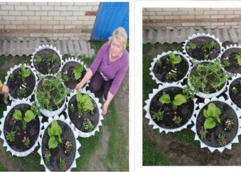 Шосткинські вихованці гуртка “Флористика та фітодизайн інтер’єру” посіли III місце на обласному фестивалі проєктів ландшафтного дизайну(+фото)