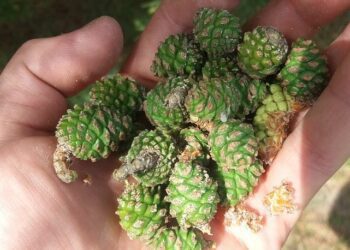 У Кролевці закуповують шишки сосни звичайної