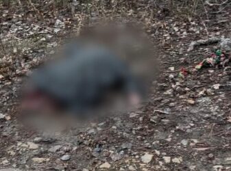 У прикордонній громаді на Сумщині виявлено тіла чоловіка та його матері