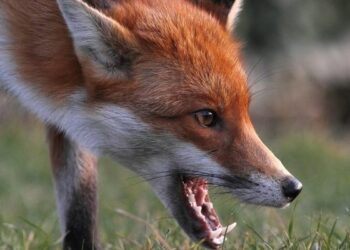 У Шостку забігла лисиця, її застрелили