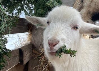 У Сумах приймають новорічні ялинки в контактному зоопарку
