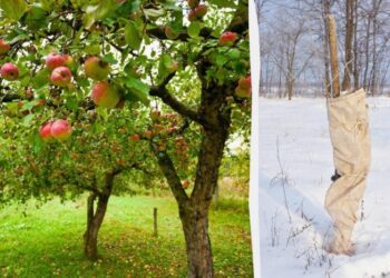 Укриваю яблуню на зиму цим матеріалом: не страшні ні морози, ні гризуни