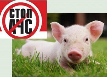 УВАГА! АФРИКАНСЬКА ЧУМА СВИНЕЙ!﻿