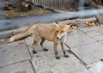 В одному з міст Конотопського району бачили лисицю