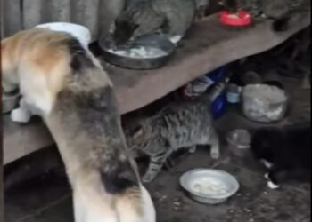 Зоозахисна організація UAnimals передала у прикордонні населені пункти Шосткинського району 200 кг корму для тварин + Відео