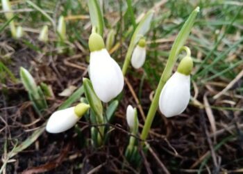 ФОТОФАКТ! У перший день лютого в Коровинцях розпустилися підсніжники