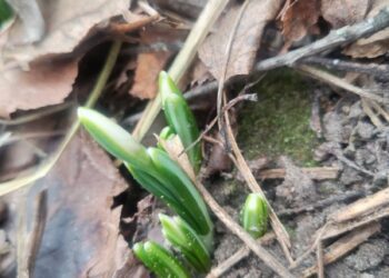 Фотофакт! У Шостці скоро розквітнуть підсніжники