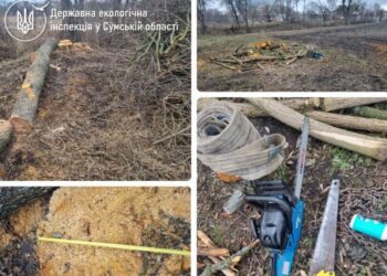 Інспектори виявили самовільний поруб вільхи у с. Засулля Недригайлівської громади