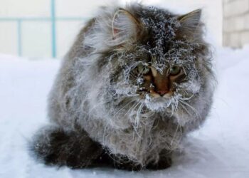 На кінець тижня на  Сумщині прогнозують мороз до мінус 14 градусів