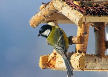 На початку тижня на Сумщині збережеться суха та морозна погода