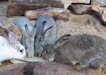 На Роменщину повернулася чупакабра?