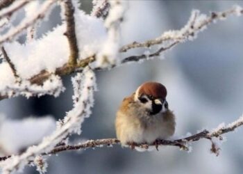 На Сумщині прогнозують мороз та ожеледицю