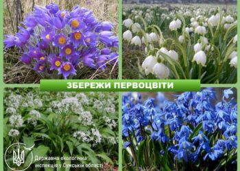На Сумщині стартує операція «ПЕРВОЦВІТ-2025»