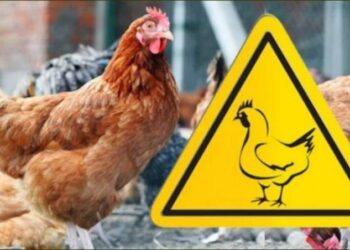 На Сумщині зафіксували випадок пташиного грипу