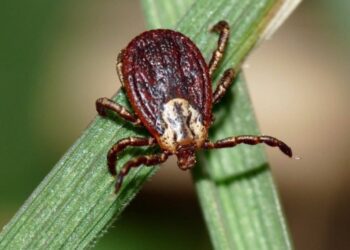 На Сумщину іммігрував новий небезпечний вид кліща, якиє є переносником цілого списку небезпечних захворювань