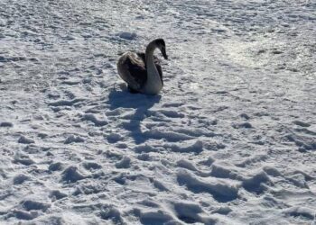 Операція врятувати “рядового Лебедя”