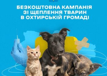 ПРОФІЛАКТИЧНІ ЩЕПЛЕННЯ ПРОТИ СКАЗУ В ОХТИРЦІ