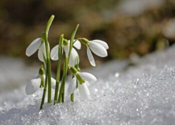 Синоптики розповіли, якими будуть на Сумщині перші дні весни