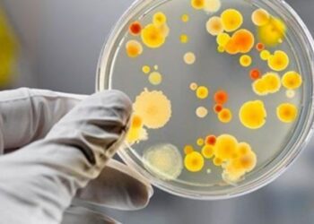 Спалах гострої кишкової інфекції у Шостці стався через неякісні суші, роботу сушерії тимчасово призупинили