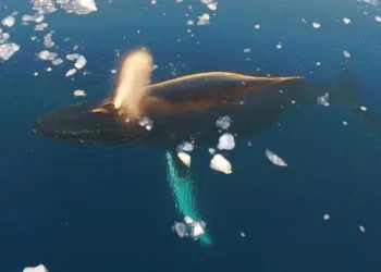 Українські полярники показали відео, на якому горбатий кит грався з човном науковців