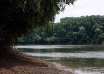 Відновлені заплави здатні поглинати вуглець, – дослідження WWF