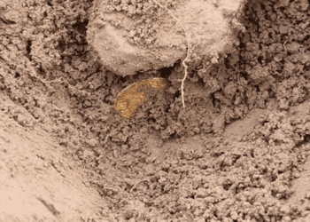 У Шотландії знайшли 600-річний скарб монет