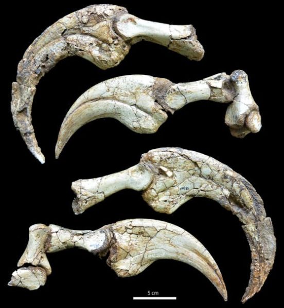 У Монголії знайшли динозавра з двома гігантськими кігтями