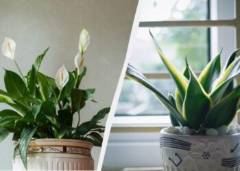 Ці 3 рослини очищають повітря і поглинають цвіль: більше ніякого грибка на стінах