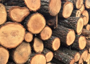 Де путивлянам придбати деревину дров’яну?