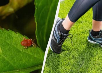 Кліщі навіть на метр до вас не підповзуть: ось що потрібно зробити перед виходом на вулицю