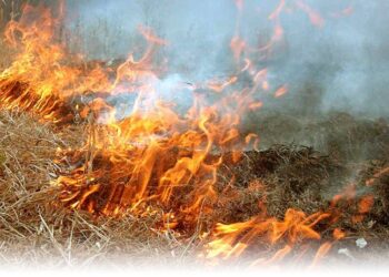Кролевецькі лісівники закликають громадян не провокувати пожежі в природних екосистемах