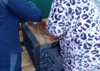 На Конотопщині триває вакцинація тварин від сказу