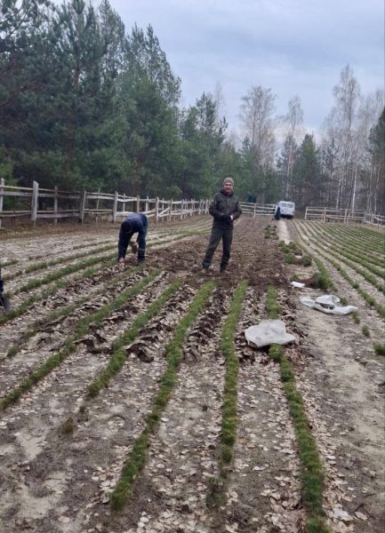 На Кролевеччині стартувала весняна лісокультурна кампанія