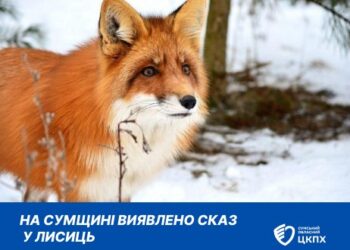 На Сумщині у двох районах виявлено сказ у лисиць