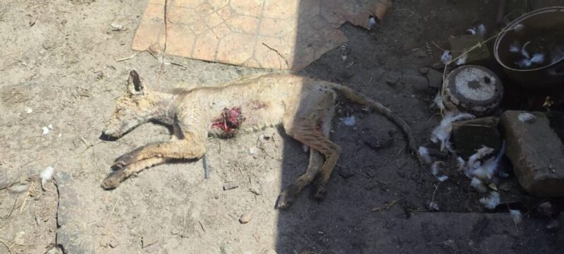 На Сумщину повернулась “чупакабра”?