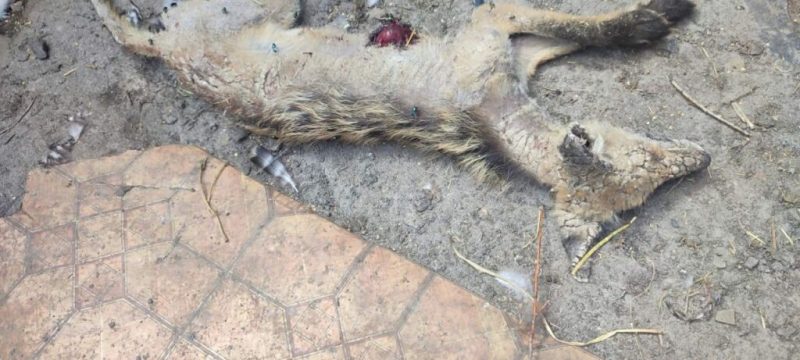 На Сумщину повернулась “чупакабра”?