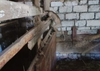 На Сумщину повернулась “чупакабра”?