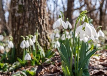 Синоптики розповіли, яку погоду очікувати на початку тижня на Сумщині