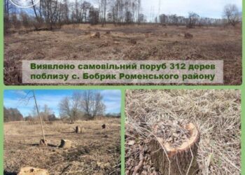 У Бобрику екоінспектори виявили незаконну вирубку 312 дерев вільхи та верби